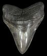 Serrated, Megalodon Tooth - Georgia #60913-1